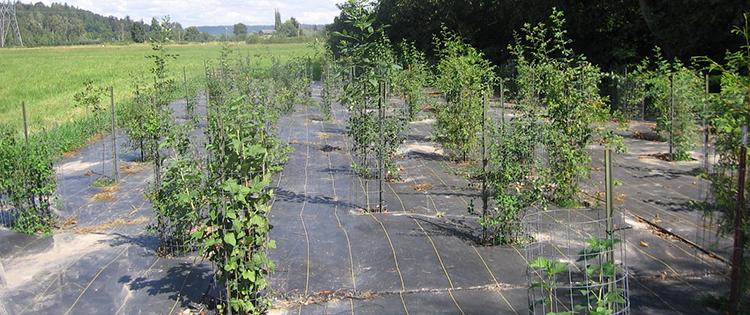 Edge of a wetland buffer